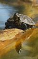 <br><br>Nom latin : European pond turtle
<br>La Cistude d'Europe est une petite tortue dont la taille se situe en moyenne entre 14 et 20 cm, la femelle étant beaucoup plus grande que le mâle. D'ailleurs, celle-ci peut peser jusqu'à 1,3 kg alors que le mâle ne pèse pas plus de 600 g.
<br><br>Photo réalisée en France, dans l'Allier (Auvergne)<br><br> Cistude d'Europe
Emys orbicularis
European pond turtle
tortue
petite
femelle
mâle
France
Allier
Auvergne 