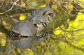 <br><br>Nom anglais : European pond turtle
<br> La carapace assez lisse, ovale et légèrement bombée de la Cistude d'Europe est de couleur vert olive à noire, striée ou ponctuée de taches jaunes.<br>Son plastron (face ventrale) est plutôt jaunâtre avec quelques motifs noirs. 
<br><br>Photo réalisée en France, dans l'Allier (Auvergne)<br><br> Cistude d'Europe
Emys orbicularis
European pond turtle
tortue
carapace
taches jaunes
France
Allier
Auvergne 