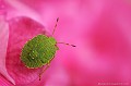 <br><br>Nom anglais : Green Shield Bug 
<br>Juvénile Punaise verte
Palomena prasina
Green Shield Bug 
Juvénile 