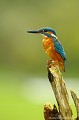 <br>Nom anglais : River kingfishers
<br>Mâle
<br><br>Depuis 2008, le Martin pêcheur d'Europe est inscrit (<font color="#33FF33">LC</font color="#33FF33">) sur la<a target="_blank" href="http://inpn.mnhn.fr/espece/listerouge/FR/Oiseaux_nicheurs_metropole"><font color="red"> Liste rouge</font> des oiseaux nicheurs de France métropolitaine</a target="_blank" href="http://inpn.mnhn.fr/espece/listerouge/FR/Oiseaux_nicheurs_metropole"> et 
 sur la<a target="_blank" href="http://inpn.mnhn.fr/espece/listerouge/W"> <font color="red">Liste rouge</font> mondiale de l'UICN </a target="_blank" href="http://inpn.mnhn.fr/espece/listerouge/W">(Union Internationale pour la Conservation de la Nature) revue en 2011.
<br><br>Le Martin pêcheur d'Europe est protégé de portée :
<br><li><b>Communautaire</b> :<u><a target="_blank" href="http://eur-lex.europa.eu/LexUriServ/LexUriServ.do?uri=OJ:L:1979:103:0001:005:FR:HTML"> Directive Oiseaux : Annexe I</u></a target="_blank" href="http://eur-lex.europa.eu/LexUriServ/LexUriServ.do?uri=OJ:L:1979:103:0001:005:FR:HTML">
<br><li><b>Internationale</b> : <a target="_blank" href="http://conventions.coe.int/Treaty/fr/Treaties/Html/104.htm"><u>Convention de Berne : Annexe II</u></a target="_blank" href="http://conventions.coe.int/Treaty/fr/Treaties/Html/104.htm">
<br><li><b>Internationale </b>: <a target="_blank" href="http://legifrance.gouv.fr/affichTexte.do?cidTexte=JORFTEXT000021384277"><u>Oiseaux protégés : Article 3</u> <a target="_blank" href="http://legifrance.gouv.fr/affichTexte.do?cidTexte=JORFTEXT000021384277">
<br><br>Photo réalisée en France, dans l'Allier (Auvergne)
<br><br> Martin pêcheur d'Europe
Alcedo atthis 
River kingfishers
pêcheur
oiseaux
nicheurs
France
Liste rouge
UICN
protégé 
