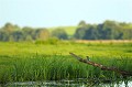<br>Nom anglais : River kingfishers
<br>Mâle
<br><br>Depuis 2008, le Martin pêcheur d'Europe est inscrit (<font color="#33FF33">LC</font color="#33FF33">) sur la<a target="_blank" href="http://inpn.mnhn.fr/espece/listerouge/FR/Oiseaux_nicheurs_metropole"><font color="red"> Liste rouge</font> des oiseaux nicheurs de France métropolitaine</a target="_blank" href="http://inpn.mnhn.fr/espece/listerouge/FR/Oiseaux_nicheurs_metropole"> et 
 sur la<a target="_blank" href="http://inpn.mnhn.fr/espece/listerouge/W"> <font color="red">Liste rouge</font> mondiale de l'UICN </a target="_blank" href="http://inpn.mnhn.fr/espece/listerouge/W">(Union Internationale pour la Conservation de la Nature) revue en 2011.
<br><br>Le Martin pêcheur d'Europe est protégé de portée :
<br><li><b>Communautaire</b> :<u><a target="_blank" href="http://eur-lex.europa.eu/LexUriServ/LexUriServ.do?uri=OJ:L:1979:103:0001:005:FR:HTML"> Directive Oiseaux : Annexe I</u></a target="_blank" href="http://eur-lex.europa.eu/LexUriServ/LexUriServ.do?uri=OJ:L:1979:103:0001:005:FR:HTML">
<br><li><b>Internationale</b> : <a target="_blank" href="http://conventions.coe.int/Treaty/fr/Treaties/Html/104.htm"><u>Convention de Berne : Annexe II</u></a target="_blank" href="http://conventions.coe.int/Treaty/fr/Treaties/Html/104.htm">
<br><li><b>Internationale </b>: <a target="_blank" href="http://legifrance.gouv.fr/affichTexte.do?cidTexte=JORFTEXT000021384277"><u>Oiseaux protégés : Article 3</u> <a target="_blank" href="http://legifrance.gouv.fr/affichTexte.do?cidTexte=JORFTEXT000021384277">
<br><br>Photo réalisée en France, dans l'Allier (Auvergne)
<br><br> Martin pêcheur d'Europe
Alcedo atthis 
River kingfishers
pêcheur
oiseaux
nicheurs
France
Liste rouge
UICN
protégé 