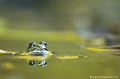 <br><br>
Autre nom français : Petite grenouille verte
<br>Nom anglais : Pool Frog
<br><br>La Grenouille verte dite aussi Grenouille comestible (Rana esculenta), et la Petite Grenouille verte ou Grenouille de Lessona (Rana lessonae) sont deux taxons très difficiles à différencier dans la nature.
<br><br>Photo réalisée en France, dans l'Allier (Auvergne)
<br><br> Grenouille de Lessona
Petite grenouille verte
Pelophylax lessonae 
Allier
Auvergne
Grenouille comestible
taxons
nature
espèces
petite 