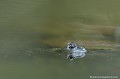 <br><br>Nom anglais : Edidle Frog
<br>La Grenouille verte peut tolérer des eaux saumâtres.
<br><br>Photo réalisée en France, dans l'Allier (Auvergne)
<br><br> Grenouille verte
Rana esculenta
Edidle frog
Allier
Auvergne
eau
eaux saumâtres 