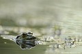 <br><br>Nom anglais : Edidle Frog
<br>Les œufs et les têtards des Grenouilles vertes sont consommés par des amphibiens, des poissons et par de nombreux invertébrés tels les dytiques, les larves de libellules, etc.
<br><br>Photo réalisée en France, dans l'Allier (Auvergne)
<br><br> Grenouille verte
Rana esculenta
Edidle frog
France
Allier
Auvergne
amphibien
 