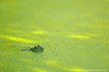 <br><br>Nom anglais : Edidle Frog
<br>La Grenouille verte est prédatrice et opportuniste. Capable de se nourrir de proies variées, elle est essentiellement insectivore, mais se délecte aussi d'arthropodes, de vers de terre, d'escargots, de limaces, de petits poissons et crustacés, voire de larves d'amphibiens.
<br><br>Photo réalisée en France, dans l'Allier (Auvergne)
<br><br> Grenouille verte
Rana esculenta
Edidle frog
Allier
Auvergne
France
prédatrice
insectivore
amphibiens

 