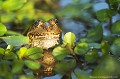 <br><br>Autre nom français : Petite grenouille verte
<br>Nom anglais : Pool Frog
<br><br>La Grenouille verte peuple également le bord des rivières (ici l'Allier) riches en végétation aquatique qui lui assurent un abri et qu'elle sélectionne pour leur ensoleillement.
<br><br>Photo réalisée en France, dans l'Allier (Auvergne)
<br><br> Grenouille de Lessona
Petite grenouille verte
Pelophylax lessonae 
Allier
Auvergne
rivière
aquatique
végétation
soleil 