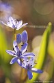 <br><br>Nom anglais : Two-leaf squill
<br><br> Scille à deux feuilles
Scilla bifolia
Two-leaf squill
 