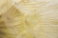 <br><br>Détail des akènes d'une fleur de Salsifis à feuilles de Crocus 
<br><br>
 Salsifis à feuilles de Crocus
Tragopogon crocifolius
fleur
Akènes
 