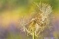 <br><br>Nom anglais : Meadow Salsify
<br>Akènes d'une fleur de salsifis des prés 
<br><br>
 Salsifis des prés
Tragopogon pratensis
Meadow Salsify
Salsifis
fleur
Akènes
 