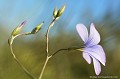 <br><br>Nom anglais : Blue flax
<br><br> Lin de Narbonne
Linum narbonense
Blue flax
 