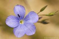 <br><br>Nom anglais : Blue flax
<br><br> Lin de Narbonne
Linum narbonense
Blue flax
 
