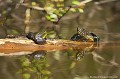 <br><br>Nom anglais : European pond turtle
<br>Cistude d'Europe en compagnie d'une Grenouille verte.
<br><br>Photo réalisée en France, dans l'Allier (Auvergne)<br><br> Cistude d'Europe
Emys orbicularis
European pond turtle
tortue
Grenouille verte
Rana esculenta
France
Allier
Auvergne 