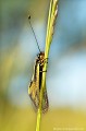<br>L'Ascalaphe soufré est un Libelloides protégé de portée régionale : 
<br>- Liste des insectes protégés en région Île-de-France : Article 1
<br><br> Ascalaphe soufré
Libelloides coccajus 
protégée
 