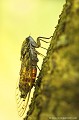 <br>On l'entend bien chanter, mais souvent sans la voir... C'est la Cigale! 
Seul le mâle de la cigale chante. On dit d'ailleurs qu'il chante avec le ventre, et celui-ci est pratiquement vide. Il paraitrait qu'il est l'insecte au chant le plus puissant au monde...
<br><br> Cigale de l'orne
Cicada orni
cigale
mâle
chante
insecte
 