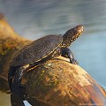 <br><br>Nom anglais : European pond turtle
<br>La Cistude d'Europe recherche des endroits où elle est peu dérangée par l'humain dont elle se méfie naturellement.
<br><br>Photo réalisée en France, dans l'Allier (Auvergne)<br><br> Cistude d'Europe
Emys orbicularis
European pond turtle
France
Allier
Auvergne 