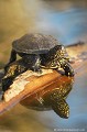<br><br>Nom anglais : European pond turtle
<br><br>Photo réalisée en France, dans l'Allier (Auvergne)<br><br> Cistude d'Europe
Emys orbicularis
European pond turtle
France
Allier
Auvergne 