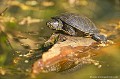<br><br>Nom anglais : European pond turtle
<br><br>Photo réalisée en France, dans l'Allier (Auvergne)<br><br>  