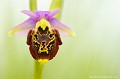 <br><br>Autre nom français de l'Ophrys bourdon : Ophrys frelon
<br>L'Ophrys bourdon se trouve sur la Liste Rouge des orchidées de France métropolitaine (2009)
<br><br>Cette fleur est protégée de portée communautaire :
<br>Application de la Convention sur le commerce international des espèces de faune et de flore sauvages menacées d'extinction (CITES) (Convention de Washington) au sein de l'Union européenne : Annexe B 
<br><br>Cette fleur est protégée de portée régionale : 
<br>- Liste des espèces végétales protégées en région Centre : Article 1
<br>- Liste des espèces végétales protégées en région Haute-Normandie : Article 1
<br>- Liste des espèces végétales protégées en région Basse-Normandie : Article 1
<br><br>
 Ophrys
Ophrys bourdon
Ophrys fuciflora
fleur
orchidée
Liste Rouge
protégée
flore sauvage
menacée d’extinction
France 