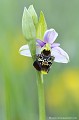 <br><br>Autre nom français de l'Ophrys bourdon : Ophrys frelon
<br>L'Ophrys bourdon se trouve sur la Liste Rouge des orchidées de France métropolitaine (2009)
<br><br>Cette fleur est protégée de portée communautaire :
<br>Application de la Convention sur le commerce international des espèces de faune et de flore sauvages menacées d'extinction (CITES) (Convention de Washington) au sein de l'Union européenne : Annexe B 
<br><br>Cette fleur est protégée de portée régionale : 
<br>- Liste des espèces végétales protégées en région Centre : Article 1
<br>- Liste des espèces végétales protégées en région Haute-Normandie : Article 1
<br>- Liste des espèces végétales protégées en région Basse-Normandie : Article 1
<br><br> Ophrys
Ophrys bourdon
Ophrys fuciflora
fleur
orchidée
Liste Rouge
protégée
flore sauvage
menacée d’extinction
France 