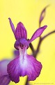 <br><br>L'Orchis à fleurs lâches se trouve sur la Liste Rouge européenne de l'UICN (2012).
<br>Elle est classé comme espèce menacée de disparition sur la Liste Rouge des orchidées de France métropolitaine (2009)  
<br><br>Cette fleur est protégée de portée communautaire :
<br>- Application de la Convention sur le commerce international des espèces de faune et de flore sauvages menacées d'extinction (CITES) (Convention de Washington) au sein de l'Union européenne : Annexe B 
<br>- Suspension de l'introduction dans l'Union européenne de spécimens de certaines espèces de faune et de flore sauvages : Article premier
<br><br>Cette fleur est protégée de portée départementale :
<br>- Liste des espèces végétales protégées en région Aquitaine : Article 3
<br><br>Cette fleur est protégée de portée régionale : 
<br>- Liste des espèces végétales protégées en région Champagne-Ardenne : Article 1
<br>- Liste des espèces végétales protégées en région Bourgogne : Article 1
<br>- Liste des espèces végétales protégées en région Centre : Article 1
<br>- Liste des espèces végétales protégées en région Provence-Alpes-Côte-d'Azur : Article 1
<br>- Liste des espèces végétales protégées en région Franche-Comté : Article 1
<br>- Liste des espèces végétales protégées en région Rhône-Alpes : Article 1
<br><br> Orchis
Orchis à fleurs lâches
Anacamptis laxiflora
fleur
orchidée
Liste Rouge
protégée
flore sauvage
menacée de disparition
France 