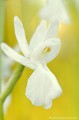 <br><br>Orchis à fleurs lâches de forme blanche
<br>L'Orchis à fleurs lâches se trouve sur la Liste Rouge européenne de l'UICN (2012).
<br>Elle est classé comme espèce menacée de disparition sur la Liste Rouge des orchidées de France métropolitaine (2009) 
<br><br>Cette fleur est protégée de portée communautaire :
<br>- Application de la Convention sur le commerce international des espèces de faune et de flore sauvages menacées d'extinction (CITES) (Convention de Washington) au sein de l'Union européenne : Annexe B 
<br>- Suspension de l'introduction dans l'Union européenne de spécimens de certaines espèces de faune et de flore sauvages : Article premier
<br><br>Cette fleur est protégée de portée départementale :
<br>- Liste des espèces végétales protégées en région Aquitaine : Article 3
<br><br>Cette fleur est protégée de portée régionale : 
<br>- Liste des espèces végétales protégées en région Champagne-Ardenne : Article 1
<br>- Liste des espèces végétales protégées en région Bourgogne : Article 1
<br>- Liste des espèces végétales protégées en région Centre : Article 1
<br>- Liste des espèces végétales protégées en région Provence-Alpes-Côte-d'Azur : Article 1
<br>- Liste des espèces végétales protégées en région Franche-Comté : Article 1
<br>- Liste des espèces végétales protégées en région Rhône-Alpes : Article 1
<br><br> Orchis blanche
Orchis à fleurs lâches
Anacamptis laxiflora
fleur
orchidée
Liste Rouge
protégée
flore sauvage
menacée de disparition
France 