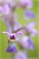 <br><br>L'Orchis mâle se trouve sur la Liste Rouge européenne de l'UICN (2012).
<br>Elle est également sur la Liste Rouge des orchidées de France métropolitaine (2009)
<br><br>Cette fleur est protégée de portée communautaire :
<br>- Application de la Convention sur le commerce international des espèces de faune et de flore sauvages menacées d'extinction (CITES) (Convention de Washington) au sein de l'Union européenne : Annexe B 
<br>- Suspension de l'introduction dans l'Union européenne de spécimens de certaines espèces de faune et de flore sauvages : Article premier
<br><br>Cette fleur est protégée de portée régionale : 
<br>- Liste des espèces végétales protégées en région Nord-Pas-de-Calais : Article 1
<br><br> Orchis
Orchis mâle
Orchis mascula
fleur
orchidée
Liste Rouge
protégée
flore sauvage
menacée d'extinction
France 
