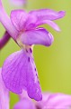 <br><br>L'Orchis mâle se trouve sur la Liste Rouge européenne de l'UICN (2012).
<br>Elle est également sur la Liste Rouge des orchidées de France métropolitaine (2009)
<br><br>Cette fleur est protégée de portée communautaire :
<br>- Application de la Convention sur le commerce international des espèces de faune et de flore sauvages menacées d'extinction (CITES) (Convention de Washington) au sein de l'Union européenne : Annexe B 
<br>- Suspension de l'introduction dans l'Union européenne de spécimens de certaines espèces de faune et de flore sauvages : Article premier
<br><br>Cette fleur est protégée de portée régionale : 
<br>- Liste des espèces végétales protégées en région Nord-Pas-de-Calais : Article 1
<br><br> Orchis
Orchis mâle
Orchis mascula
fleur
orchidée
Liste Rouge
protégée
flore sauvage
menacée d'extinction
France 