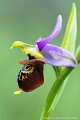 <br><br>Autre nom français de l'Ophrys bourdon : Ophrys frelon
<br>L'Ophrys bourdon se trouve sur la Liste Rouge des orchidées de France métropolitaine (2009)
<br><br>Cette fleur est protégée de portée communautaire :
<br>Application de la Convention sur le commerce international des espèces de faune et de flore sauvages menacées d'extinction (CITES) (Convention de Washington) au sein de l'Union européenne : Annexe B 
<br><br>Cette fleur est protégée de portée régionale : 
<br>- Liste des espèces végétales protégées en région Centre : Article 1
<br>- Liste des espèces végétales protégées en région Haute-Normandie : Article 1
<br>- Liste des espèces végétales protégées en région Basse-Normandie : Article 1
<br><br> Ophrys
Ophrys bourdon
Ophrys fuciflora
fleur
orchidée
Liste Rouge
protégée
flore sauvage
menacée d’extinction
France 