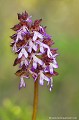 <br><br>Nom anglais de l'Orchis pourpre : Lady Orchid 
<br>Autres noms français : Orchis pourpré, Orchis casquée, Grivollée ou encore "Pentecôte" dans l'ouest de la France
<br><br>L'Orchis pourpre se trouve sur la Liste Rouge des orchidées de France métropolitaine (2009) et sur la Liste Rouge européenne de l'UICN (2011)
<br><br>Cette fleur est protégée de portée communautaire :
<br>- Application de la Convention sur le commerce international des espèces de faune et de flore sauvages menacées d'extinction (CITES) (Convention de Washington) au sein de l'Union européenne : Annexe B 
<br><br> Cette fleur est protégée de portée régionale :
<br>- Liste des espèces végétales protégées en région Franche-Comté : Article 1
<br><br> Orchis pourpre
Orchis pourpré
Orchis purpurea
Orchis casquée
Casque 
Grivollée 
Pentecôte
fleur
orchidées
Liste Rouge
UICN
Protégée 