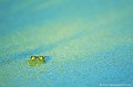 <br><br>Nom anglais : Pool Frog
<br>Mesure qui pourrait être mises en œuvre pour enrayer la régression des grenouilles vertes :
     <br><br>* Réduire si possible les introductions sans discernement d'individus appartenant à des taxons divers : Rana ridibunda, Rana perezi, Rana bedriagae... 
<br><br>Photo réalisée en France, dans l'Allier (Auvergne)
<br><br>
 Grenouille de Lessona
Pelophylax lessonae
Pool Frog
Allier
Auvergne
France
régression
introduction 
