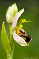 <br><br>L'Ophrys abeille se trouve sur la Liste Rouge européenne de l'UICN (2012).
<br>Elle est également sur la Liste Rouge des orchidées de France métropolitaine (2009)
<br><br>Cette  fleur est protégée de portée communautaire : <br>Application de la Convention sur le commerce international des espèces de faune et de flore sauvages menacées d'extinction (CITES) (Convention de Washington) au sein de l'Union européenne : Annexe B
<br><br>Cette fleur est protégée de portée régionale :
<br>- Liste des espèces végétales protégées en région Franche-Comté : Article 1
<br>- Liste des espèces végétales protégées en région Auvergne : Article 1
<br>- Liste des espèces végétales protégées en région Picardie : Article 1
<br>- Liste des espèces végétales protégées en région Nord-Pas-de-Calais : Article 1
<br>- Liste des espèces végétales protégées en Bretagne : Article 1
<br><br> Ophrys
Ophrys abeille
Ophrys apifera
fleur
orchidée
Liste Rouge
protégée
flore sauvage
menacée d’extinction
France 