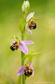 <br><br>L'Ophrys abeille se trouve sur la Liste Rouge européenne de l'UICN (2012).
<br>Elle est également sur la Liste Rouge des orchidées de France métropolitaine (2009)
<br><br>Cette  fleur est protégée de portée communautaire :
<br>Application de la Convention sur le commerce international des espèces de faune et de flore sauvages menacées d'extinction (CITES) (Convention de Washington) au sein de l'Union européenne : Annexe B
<br><br>Cette fleur est protégée de portée régionale :
<br>- Liste des espèces végétales protégées en région Franche-Comté : Article 1
<br>- Liste des espèces végétales protégées en région Auvergne : Article 1
<br>- Liste des espèces végétales protégées en région Picardie : Article 1
<br>- Liste des espèces végétales protégées en région Nord-Pas-de-Calais : Article 1
<br>- Liste des espèces végétales protégées en Bretagne : Article 1
<br><br> Ophrys
Ophrys abeille
Ophrys apifera
fleur
orchidée
Liste Rouge
protégée
flore sauvage
menacée d’extinction
France 