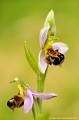 <br><br>L'Ophrys abeille se trouve sur la Liste Rouge européenne de l'UICN (2012).
<br>Elle est également sur la Liste Rouge des orchidées de France métropolitaine (2009)
<br><br>Cette  fleur est protégée de portée communautaire :
<br>Application de la Convention sur le commerce international des espèces de faune et de flore sauvages menacées d'extinction (CITES) (Convention de Washington) au sein de l'Union européenne : Annexe B
<br><br>Cette fleur est protégée de portée régionale :
<br>- Liste des espèces végétales protégées en région Franche-Comté : Article 1
<br>- Liste des espèces végétales protégées en région Auvergne : Article 1
<br>- Liste des espèces végétales protégées en région Picardie : Article 1
<br>- Liste des espèces végétales protégées en région Nord-Pas-de-Calais : Article 1
<br>- Liste des espèces végétales protégées en Bretagne : Article 1
<br><br> Ophrys
Ophrys abeille
Ophrys apifera
fleur
orchidée
Liste Rouge
protégée
flore sauvage
menacée d’extinction
France 