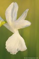 <br><br>Orchis à fleurs lâches de forme blanche
<br>L'Orchis à fleurs lâches se trouve sur la Liste Rouge européenne de l'UICN (2012).
<br>Elle est classé comme espèce menacée de disparition sur la Liste Rouge des orchidées de France métropolitaine (2009) 
<br><br>Cette fleur est protégée de portée communautaire :
<br>- Application de la Convention sur le commerce international des espèces de faune et de flore sauvages menacées d'extinction (CITES) (Convention de Washington) au sein de l'Union européenne : Annexe B 
<br>- Suspension de l'introduction dans l'Union européenne de spécimens de certaines espèces de faune et de flore sauvages : Article premier
<br><br>Cette fleur est protégée de portée départementale :
<br>- Liste des espèces végétales protégées en région Aquitaine : Article 3
<br><br>Cette fleur est protégée de portée régionale : 
<br>- Liste des espèces végétales protégées en région Champagne-Ardenne : Article 1
<br>- Liste des espèces végétales protégées en région Bourgogne : Article 1
<br>- Liste des espèces végétales protégées en région Centre : Article 1
<br>- Liste des espèces végétales protégées en région Provence-Alpes-Côte-d'Azur : Article 1
<br>- Liste des espèces végétales protégées en région Franche-Comté : Article 1
<br>- Liste des espèces végétales protégées en région Rhône-Alpes : Article 1
<br><br> Orchis blanche
Orchis à fleurs lâches
Anacamptis laxiflora
fleur
orchidée
Liste Rouge
protégée
flore sauvage
menacée de disparition
France 