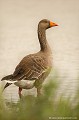 <br><br>Autre nom français de l'Oie cendrée : Oie sauvage
<br>Nom anglais : Greylag Goose
<br><br>Cet oiseau est classé comme espèce menacée de disparition (En danger) sur la Liste Rouge des oiseaux nicheurs de France métropolitaine et il se trouve sur la Liste rouge mondiale de l'UICN
<br><br>L'Oie cendrée est protégée :
<br>De portée nationale :
<br>- Liste des espèces de gibier dont la chasse est autorisée : Premier
<br>- Protection et commercialisation de certaines espèces d'oiseaux sur le territoire français national : Article 3
<br><br>De portée communautaire :
<br>- Directive 79/409/CEE (Directive européenne dite Directive Oiseaux) : Annexe II/1
<br>- Directive 79/409/CEE (Directive européenne dite Directive Oiseaux) : Annexe III/2
<br><br>De portée internationale :
<br>- Convention relative à la conservation de la vie sauvage et du milieu naturel de l'Europe (Convention de Berne) : Annexe III
<br>- Convention sur la conservation des espèces migratrices appartenant à la faune sauvage (CMS - Convention de Bonn) : Annexe II
<br><br>

 Oie cendrée
Anser anser
Greylag Goose
Oie sauvage
oiseau 
menacé de disparition
En danger
protégée
Liste rouge
espèce migratrice 