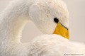 <br><br>Autre nom français du Cygne chanteur : Cygne sauvage
<br>Nom anglais : Whooper Swan
<br><br>Ce grand oiseau se trouve sur la Liste rouge mondiale de l'UICN (Novembre 2012) 
<br><br>Le Cygne chanteur est protégé :
<br>De portée nationale :
<br>-  Liste des oiseaux protégés sur l'ensemble du territoire : Article 3
<br><br>De portée communautaire :
<br>- Directive 79/409/CEE (Directive européenne dite Directive Oiseaux) : Annexe I
<br><br>De portée internationale :
<br>- Convention sur la conservation des espèces migratrices appartenant à la faune sauvage (CMS - Convention de Bonn) : Annexe II
<br>- Convention relative à la conservation de la vie sauvage et du milieu naturel de l'Europe (Convention de Berne) : Annexe II
<br><br> Cygne
Cygne chanteur
Cygne sauvage
Cygnus cygnus
oiseau
Liste rouge
UICN
protégé
espèce migratrice 