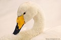 <br><br>Autre nom français du Cygne chanteur : Cygne sauvage
<br>Nom anglais : Whooper Swan
<br><br>Ce grand oiseau se trouve sur la Liste rouge mondiale de l'UICN (Novembre 2012) 
<br><br>Le Cygne chanteur est protégé :
<br>De portée nationale :
<br>-  Liste des oiseaux protégés sur l'ensemble du territoire : Article 3
<br><br>De portée communautaire :
<br>- Directive 79/409/CEE (Directive européenne dite Directive Oiseaux) : Annexe I
<br><br>De portée internationale :
<br>- Convention sur la conservation des espèces migratrices appartenant à la faune sauvage (CMS - Convention de Bonn) : Annexe II
<br>- Convention relative à la conservation de la vie sauvage et du milieu naturel de l'Europe (Convention de Berne) : Annexe II
<br><br> Cygne
Cygne chanteur
Cygne sauvage
Cygnus cygnus
oiseau
Liste rouge
UICN
protégé
espèce migratrice 