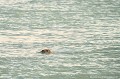 <br><br>Nom anglais du Phoque veau-marin : Harbor seal  
