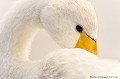 <br>Nom anglais : Whooper Swan
<br><br>Ce grand oiseau se trouve sur la Liste rouge mondiale de l'UICN (Novembre 2012) 
<br><br>Le Cygne chanteur est protégé :
<br>De portée nationale :
<br>-  Liste des oiseaux protégés sur l'ensemble du territoire : Article 3
<br><br>De portée communautaire :
<br>- Directive 79/409/CEE (Directive européenne dite Directive Oiseaux) : Annexe I
<br><br>De portée internationale :
<br>- Convention sur la conservation des espèces migratrices appartenant à la faune sauvage (CMS - Convention de Bonn) : Annexe II
<br>- Convention relative à la conservation de la vie sauvage et du milieu naturel de l'Europe (Convention de Berne) : Annexe II
<br><br>Photo réalisée en France,  sur la Côte d'Opale (Picardie)
<br><br> Cygne chanteur
Cygnus cygnus
Whooper Swan
oiseau
Liste rouge
protégé
UICN
France
Baie de Somme 