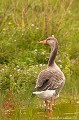 <br><br>Autre nom français de l'Oie cendrée : Oie sauvage
<br>Nom anglais : Greylag Goose
<br><br>Cet oiseau est classé comme espèce menacée de disparition (En danger) sur la Liste Rouge des oiseaux nicheurs de France métropolitaine et il se trouve sur la Liste rouge mondiale de l'UICN
<br><br>L'Oie cendrée est protégée :
<br>De portée nationale :
<br>- Liste des espèces de gibier dont la chasse est autorisée : Premier
<br>- Protection et commercialisation de certaines espèces d'oiseaux sur le territoire français national : Article 3
<br><br>De portée communautaire :
<br>- Directive 79/409/CEE (Directive européenne dite Directive Oiseaux) : Annexe II/1
<br>- Directive 79/409/CEE (Directive européenne dite Directive Oiseaux) : Annexe III/2
<br><br>De portée internationale :
<br>- Convention relative à la conservation de la vie sauvage et du milieu naturel de l'Europe (Convention de Berne) : Annexe III
<br>- Convention sur la conservation des espèces migratrices appartenant à la faune sauvage (CMS - Convention de Bonn) : Annexe II
<br><br>Photo réalisée en france, sur la Côte d'Opale (Picardie)
<br><br>

 Oie cendré
Anser anser
Greylag goose
oiseau
espèce menacée
Liste rouge
UICN
protégée
France
Picardie 