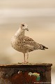 <br><br>Immature 1er année
<br>Nom anglais du Goéland brun : Lesser Black-backed Gull
<br><br>Photo réalisée en france, sur la Côte d'Opale (Picardie)
<br><br>  
