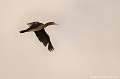 <br><br>Nom anglais du Grand cormoran: Great Cormorant
<br><br>- Depuis 2008, cet oiseau est inscrit (<font color="#33FF33">LC</font color="#33FF33">) sur la<a target="_blank" href="http://inpn.mnhn.fr/espece/listerouge/FR/Oiseaux_nicheurs_metropole"><font color="red"> Liste rouge</font> des oiseaux nicheurs de France métropolitaine</a target="_blank" href="http://inpn.mnhn.fr/espece/listerouge/FR/Oiseaux_nicheurs_metropole"> et 
 sur la<a target="_blank" href="http://inpn.mnhn.fr/espece/listerouge/W"> <font color="red">Liste rouge</font> mondiale de l'UICN </a target="_blank" href="http://inpn.mnhn.fr/espece/listerouge/W"><font color="#1c1c1e"></font color="#1c1c1e">(Union Internationale pour la Conservation de la Nature) revue en 2011.
<br>- Depuis 2011, le Grand cormoran est également inscrit (<font color="#33FF33">LC</font color="#33FF33">) sur la<a target="_blank" href="http://inpn.mnhn.fr/espece/listerouge/FR/Oiseaux_non_nicheurs_metropole_hivernant"> <font color="red">Liste rouge</font> des oiseaux non nicheurs de France métropolitaine (hivernants) </a target="_blank" href="http://inpn.mnhn.fr/espece/listerouge/FR/Oiseaux_non_nicheurs_metropole_hivernant">
<br><br>Le Grand cormoran est protégé de portée :
<br><li><b>Internationale</b> : <a target="_blank" href="http://conventions.coe.int/Treaty/fr/Treaties/Html/104.htm"><u>Convention de Berne : Annexe III</u></a target="_blank" href="http://conventions.coe.int/Treaty/fr/Treaties/Html/104.htm"> et <a target="_blank" href="http://www.cms.int/documents/convtxt/cms_convtxt_french.pdf"><u>Convention de Bonn : Accord AEWA [1999]</u></a target="_blank" href="http://www.cms.int/documents/convtxt/cms_convtxt_french.pdf">
<br><br>Photo réalisée en France, sur la Côte d'Opale (Picardie)
<br><br> Grand cormoran
Phalacrocorax carbo
Great Cormorant 
oiseau
Liste rouge
UICN
protégé
France
Picardie 