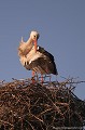 <br><br>Nom anglais : White Stork 
<br><br>Depuis 2008, la Cigogne blanche est inscrite (<font color="#33FF33">LC</font color="#33FF33">) sur la<a target="_blank" href="http://inpn.mnhn.fr/espece/listerouge/FR/Oiseaux_nicheurs_metropole"><font color="red"> Liste rouge</font> des oiseaux nicheurs de France métropolitaine</a target="_blank" href="http://inpn.mnhn.fr/espece/listerouge/FR/Oiseaux_nicheurs_metropole"> et 
 sur la<a target="_blank" href="http://inpn.mnhn.fr/espece/listerouge/W"> <font color="red">Liste rouge</font> mondiale de l'UICN </a target="_blank" href="http://inpn.mnhn.fr/espece/listerouge/W">(Union Internationale pour la Conservation de la Nature) revue en 2011.
<br><br>La Cigogne blanche est protégée de portée :
<br><li><b>Communautaire</b> : <a target="_blank" href="http://eur-lex.europa.eu/LexUriServ/LexUriServ.do?uri=OJ:L:1979:103:0001:005:FR:HTML"><u>Directive Oiseaux : Annexe I</u></a target="_blank" href="http://eur-lex.europa.eu/LexUriServ/LexUriServ.do?uri=OJ:L:1979:103:0001:005:FR:HTML">
<br><li><b>Internationale</b> :<a target="_blank" href="http://conventions.coe.int/Treaty/fr/Treaties/Html/104.htm"> <u>Convention de Berne : Annexe II</u></a target="_blank" href="http://conventions.coe.int/Treaty/fr/Treaties/Html/104.htm">, <u> <a target="_blank" href="http://www.cms.int/documents/convtxt/cms_convtxt_french.pdf">Convention de Bonn : Annexe II </u></a target="_blank" href="http://www.cms.int/documents/convtxt/cms_convtxt_french.pdf"> et<a target="_blank" href="http://www.unep-aewa.org/documents/index.htm"> <u>Accord AEWA [1999]</u></a target="_blank" href="http://www.unep-aewa.org/documents/index.htm">
<br><li><b>Internationale</b> : <a target="_blank" href="http://legifrance.gouv.fr/affichTexte.do?cidTexte=JORFTEXT000021384277"><u>Oiseaux protégés - Article 3</u></a target="_blank" href="http://legifrance.gouv.fr/affichTexte.do?cidTexte=JORFTEXT000021384277">
<br><br>Photo réalisée en France, dans l'Allier (Auvergne)
<br><br> Cigogne blanche
Ciconia ciconia
White Stork 
protégée
oiseaux
nicheurs
Liste rouge
France
UICN 