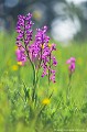 <br><br>L'Orchis à fleurs lâches se trouve sur la Liste Rouge européenne de l'UICN (2012).
<br>Rare en Auvergne et ailleurs, cette fleur est classée comme "Espèce menacée de disparition" sur la Liste Rouge des orchidées de France métropolitaine (2009) : VU
<br><br>L'Orchis à fleurs lâches est protégé de portée :
<br><br>Communautaire :
<br>- Application de la Convention sur le commerce international des espèces de faune et de flore sauvages menacées d'extinction (CITES) (Convention de Washington) au sein de l'Union européenne : Annexe B 
<br>- Suspension de l'introduction dans l'Union européenne de spécimens de certaines espèces de faune et de flore sauvages : Article premier
<br><br>Départementale :
<br>- Liste des espèces végétales protégées en région Aquitaine : Article 3
<br><br>Régionale : 
<br>- Liste des espèces végétales protégées en région Champagne-Ardenne : Article 1
<br>- Liste des espèces végétales protégées en région Bourgogne : Article 1
<br>- Liste des espèces végétales protégées en région Centre : Article 1
<br>- Liste des espèces végétales protégées en région Provence-Alpes-Côte-d'Azur : Article 1
<br>- Liste des espèces végétales protégées en région Franche-Comté : Article 1
<br>- Liste des espèces végétales protégées en région Rhône-Alpes : Article 1
<br><br> Orchis
Orchis à fleurs lâches
Anacamptis laxiflora
fleur
orchidée
Liste Rouge
protégé
flore sauvage
menacée de disparition
Auvergne
France 