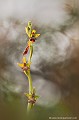 <br><br>Nom anglais de l'Ophrys mouche : Fly orchid
<br><br>Comme la majorité des ophrys, cette plante malicieuse arbore un labelle d'insecte. En son milieu, un petit miroir bleu rappelant le reflet des ailes au soleil ainsi que ses deux pétales supérieurs en forme d'antenne lui permet d'imiter quasi à la perfection une femelle de mouche. 
<br>De plus en plus rare, il n'en reste plus que quelques pieds dans l'Allier, cette orchidée bénéficie d'un statut de protection en Auvergne.
<br><br>l'Ophrys mouche est protégé de portée :
<br><br>Communautaire :
<br> - Suspension de l'introduction dans l'Union européenne de spécimens de certaines espèces de faune et de flore sauvages : Article premier
<br>- Application de la Convention CITES (Convention de Washington) au sein de l'Union européenne : Annexe B
<br><br>Régionale :
<br>- Liste des espèces végétales protégées en région Auvergne : Article 1
<br>- Liste des espèces végétales protégées en région Nord-Pas-de-Calais : Article 1
<br><br>L'orchis mouche se trouve sur :
<br>- La Liste rouge européenne de l'UICN (évaluation 2011)  : LC
<br>- La Liste rouge mondiale de l'UICN (évaluation 2011)  : LC
<br>- La Liste rouge des orchidées de France métropolitaine (2009) : LC
<br><br> Ophrys mouche
Ophrys insectifera
Fly orchid
Ophrys
orchidée
insecte
plante
protégé
Liste rouge
UICN
Auvergne 