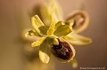 <br><br>Autre nom français de l'Ophrys petite araignée : Ophrys litigieux ou Ophrys araignée précoce.
<br><br>Rare en Auvergne, l'Ophrys petite araignée se trouve sur la Liste rouge des orchidées de France métropolitaine (2009) et comme toutes les orchidées, il est interdire de la cueillir.
<br><br>Cette fleur est protégée de portée :
<br><br>Communautaire :
<br>- Application de la Convention sur le commerce international des espèces de faune et de flore sauvages menacées d'extinction (CITES) (Convention de Washington) au sein de l'Union européenne : Annexe B
<br><br>Régionale :
<br>- Liste des espèces végétales protégées en région Île-de-France : Article 1
<br>- Liste des espèces végétales protégées en région Centre : Article 1
<br>- Liste des espèces végétales protégées en région Haute-Normandie : Article 1
<br>- Liste des espèces végétales protégées en région Basse-Normandie : Article 1
<br><br>




 Ophrys petite araignée
Ophrys araneola
Ophrys litigieux
ophrys araignée précoce
orchidées
fleur
Rare
Auvergne
Liste rouge
France
protégée 