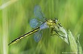 <br><br>Nom anglais du Gomphe gentil : Western Club-tailed Dragonfly
<br><br>Cette libellule fréquente les zones humides et les plans d'eau stagnante ou à faible courant. Menacé par la pollution des eaux, le curage des berges ou encore la surdensité des poissons carnassiers, le Gomphe gentil se trouve sur :
<br>- La Liste rouge mondiale de l'UICN  (évaluation 2010)  : LC
<br>- La Liste rouge des odonates de France métropolitaine (2016) : LC
<br>- La liste rouge européenne de l'UICN (évaluation 2010)  : LC
<br><br> Gomphe gentil
Gomphus pulchellus
Western Club-tailed Dragonfly
libellule
eau
Liste rouge
UICN
France
odonates 