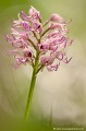 <br><br>Nom anglais de l'Orchis singe : Monkey orchid
<br><br>Cette très belle orchidée est rarissime en Auvergne. Elle peut parfois être confondue avec l'Orchis militaire, les deux pouvant s'hybrider.
<br>Comme toutes les orchidées, elle est protégée et il est interdit de la cueillir.
<br><br>L'Orchis singe est protégé de portée :
<br><br>Communautaire : 
<br>- Application de la Convention CITES (Convention de Washington) au sein de l'Union européenne : Annexe B
<br>- Suspension de l'introduction dans l'Union européenne de spécimens de certaines espèces de faune et de flore sauvages : Article premier
<br><br>Départementale :
<br>- Liste des espèces végétales protégées en région Aquitaine : Article 2
<br><br>Régionale :
<br>- Liste des espèces végétales protégées en région Haute-Normandie : Article 1
<br>- Liste des espèces végétales protégées en région Franche-Comté : Article 1
<br>- Liste des espèces végétales protégées en région Poitou-Charentes : Article 1
<br>- Liste des espèces végétales protégées en région Lorraine : Article 1
<br>- Liste des espèces végétales protégées en région Bourgogne : Article 1
<br>- Liste des espèces végétales protégées en région Basse-Normandie : Article 1
<br>- Liste des espèces végétales protégées en région Auvergne : Article 1
<br>-Liste des espèces végétales protégées en région Champagne-Ardenne : Article 1
<br><br>L'Orchis singe se trouve sur :
<br>- La Liste rouge des orchidées de France métropolitaine (2009) : LC
<br>- La Liste rouge européenne de l'UICN (évaluation 2011) : LC
<br><br> Orchis singe
Orchis simia
Monkey orchid
orchidée
Auvergne
rarissime
Orchis militaire
protégé
Liste rouge
UICN
France
 