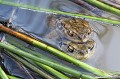 <br><br>Nom anglais : Common toad
<br>La période de reproduction du Crapaud commun dure environ une semaine et se déroule entre début février et fin mars, dans des mares, des étangs...
<br><br>Photo réalisée en France, dans l'Allier (Auvergne)
<br><br> Crapaud commun
Bufo bufo
Common toad
Auvergne
Allier
reproduction
mares
étangs
 