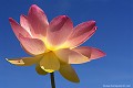 <br><br><br>Les Hindous associent la fleur de lotus sacré au mythe de la création. Le lotus a toujours été un symbole de la beauté divine dans la tradition hindouiste. Les Chinois vénèrent le Lotus sacré en tant que symbole de pureté et d'élégance. Cette très belle fleur représente l'élévation pour les bouddhistes vietnamiens. Par ailleurs, le Lotus sacré est la fleur nationale de l'Inde et du Vietnam.
<br><br>Photo réalisée en France, à la pagode vietnamienne de Noyant d'Allier (Auvergne) Lotus sacré
Nelumbo nucifera
Sacred Lotus
fleur
beauté
pureté
élévation
bouddhistes
Vietnam
Auvergne
Allier 